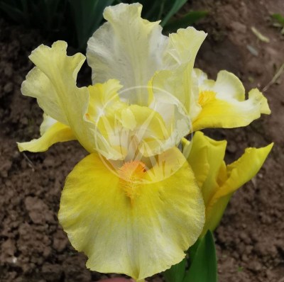 Fun in the sun IMG_20210528_120256 upr